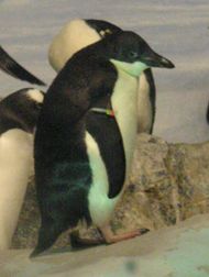 若いアデリーペンギン