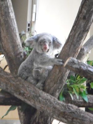 koala04.jpg